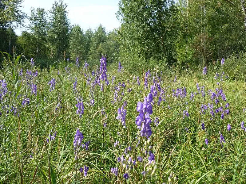 Aconit du Portugal (Aconitum napellus lusitanicum)