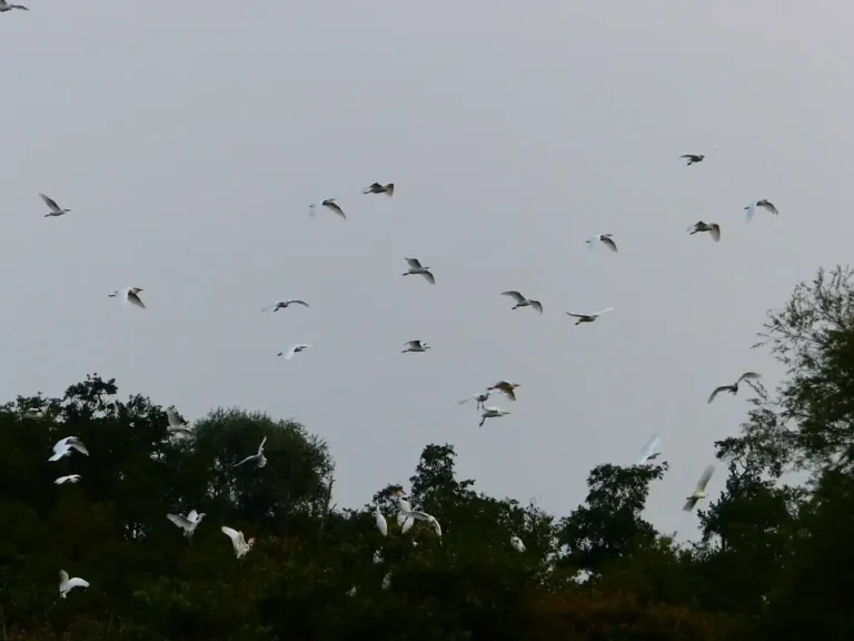 Photographie de multiples ardéidés (Bubulcus ibis) qui s'envolent