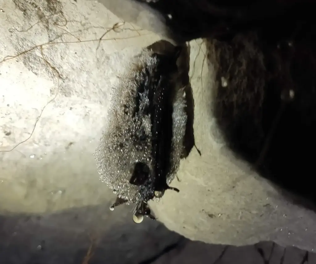 Beauval (Somme) -Suivi Chiros