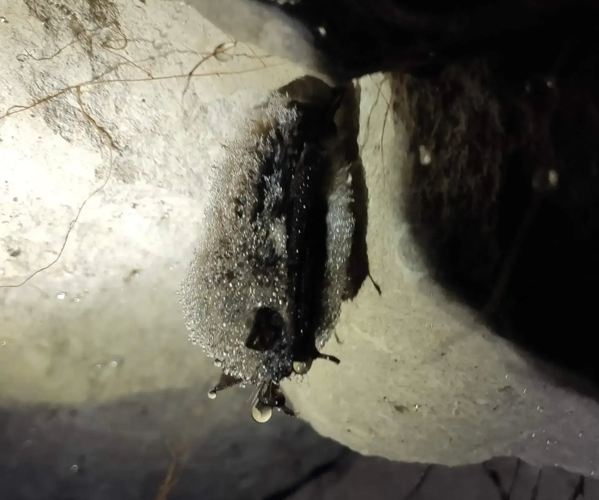 Beauval (Somme) -Suivi Chiros