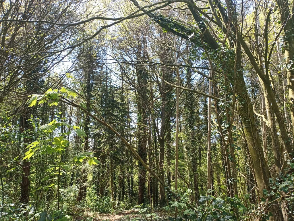 Bois de Frévent (Pas-de-Calais)