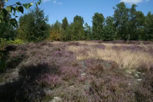 Photographie du Bois de Morrière, Plailly (Oise)
