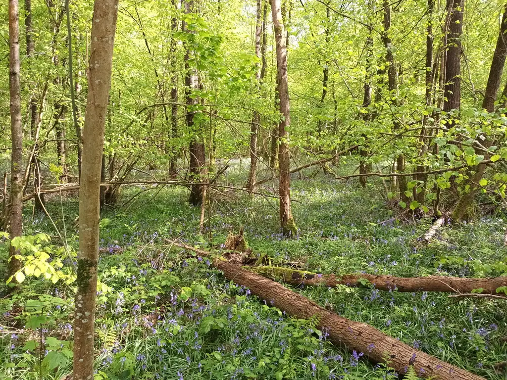 Bois des enfants, Cartignies (Nord)