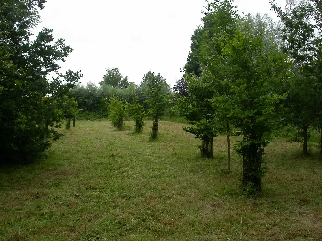 Bois du Woohay, Ardres (Pas-de-Calais)
