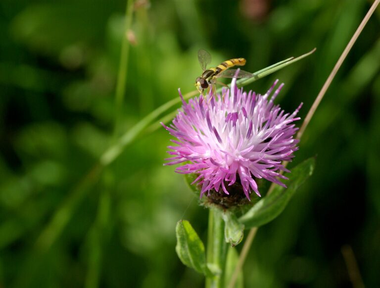 Centaurée jacée (Centaurea jacea) et syrphe