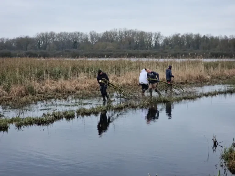 Photographie d'une animation CEN Hauts-de-France Chantier nature dans la Réserve Naturelle Nationale (RNN) de la Tourbière alcaline de Marchiennes(Nord)