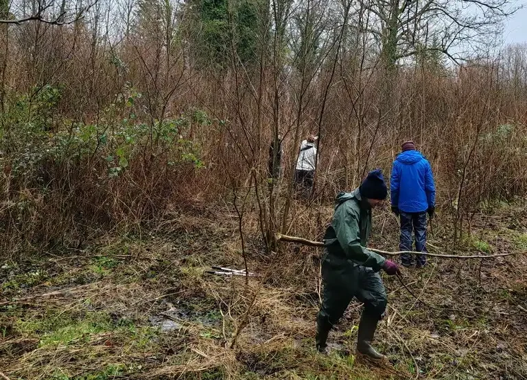 Photographie d'une animation de chantier nature proposé par le CEN des Hauts de France. Travaux de gestion des indésirables en milieu naturel humide.