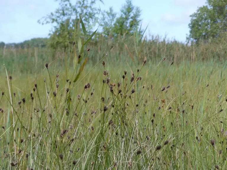 Photographie de Choin noirâtre (Schoenus nigricans) au Marais de Villiers, à Saint-Josse (Pas-de-Calais)