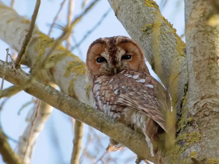 Photographie animalière d'une chouette hulotte (Strix aluco) perchée dans un arbre