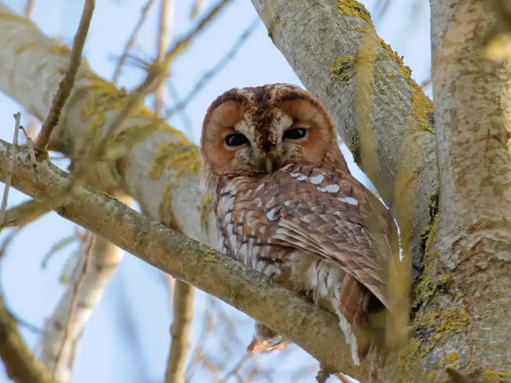 Photographie animalière d'une chouette hulotte (Strix aluco) perchée dans un arbre
