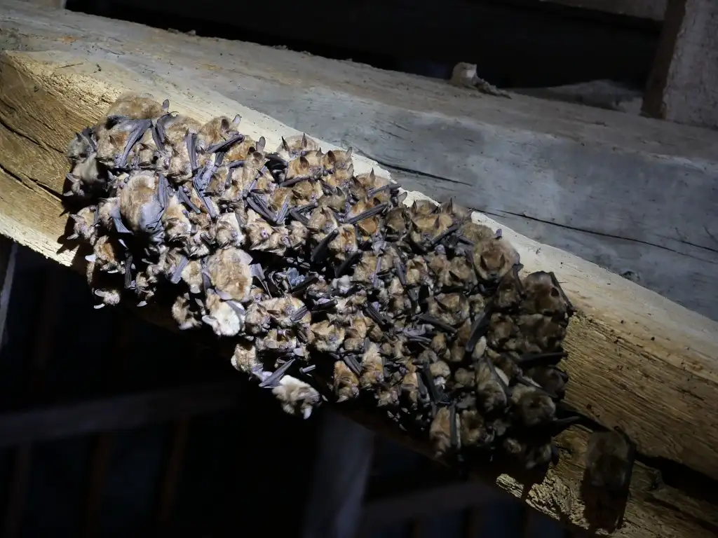 Colonie de Murins à oreilles échancrées, Pissy (Somme)