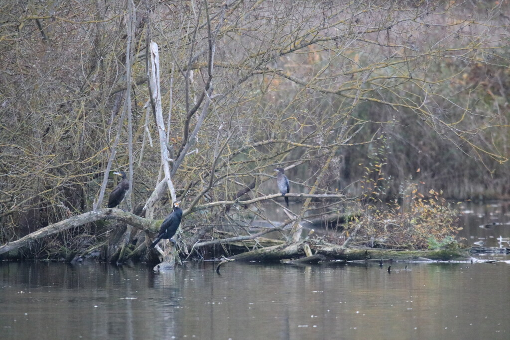 Marais des 3 Vaches, Amiens (Somme)