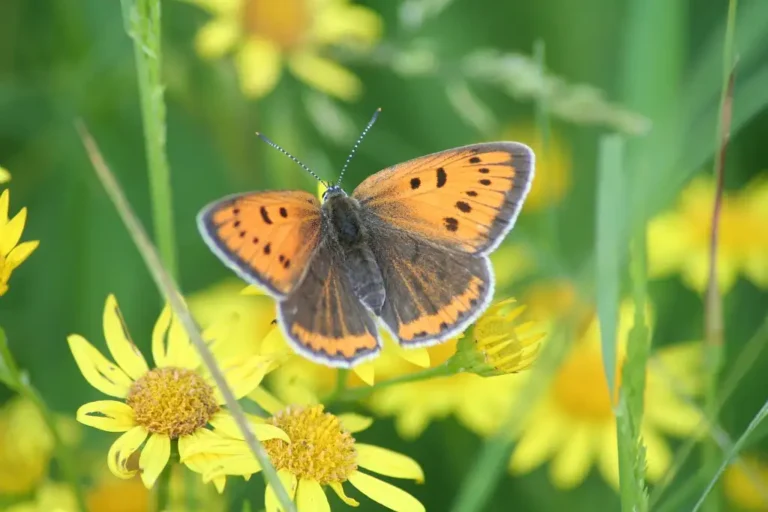 Photographie d'un Cuivré des marais (Thersamolycaena dispar) posé sur une fleur. (espèce menacée)