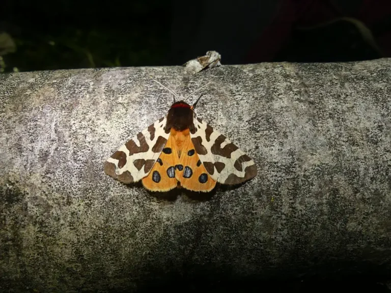 Photographie d'un papillon de nuit (Hétérocére) Ecaille martre (Arctia caja) sur un arbre