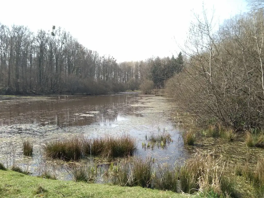 Etang de Boutache, Beuvardes (Aisne)