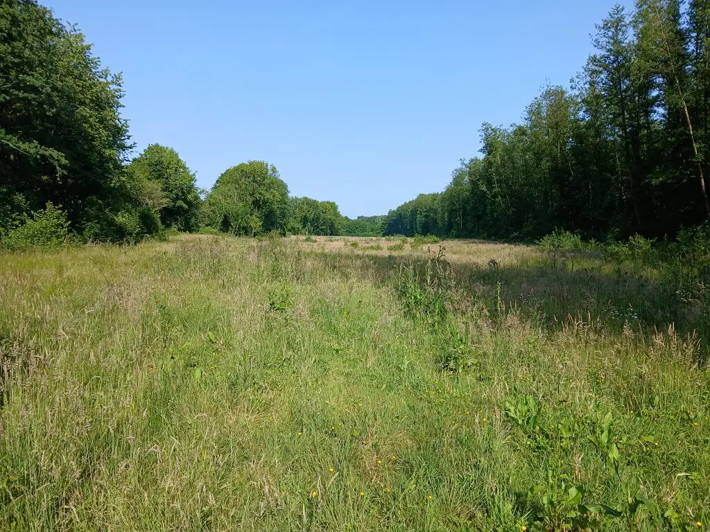 Etang de la Carnaille, Ohain (Nord)