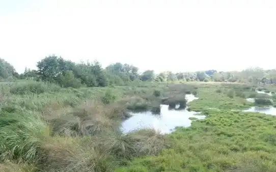 Photographie d'une tourbière de la réserve naturelle de Etinehem-Méricourt, dans la Somme.