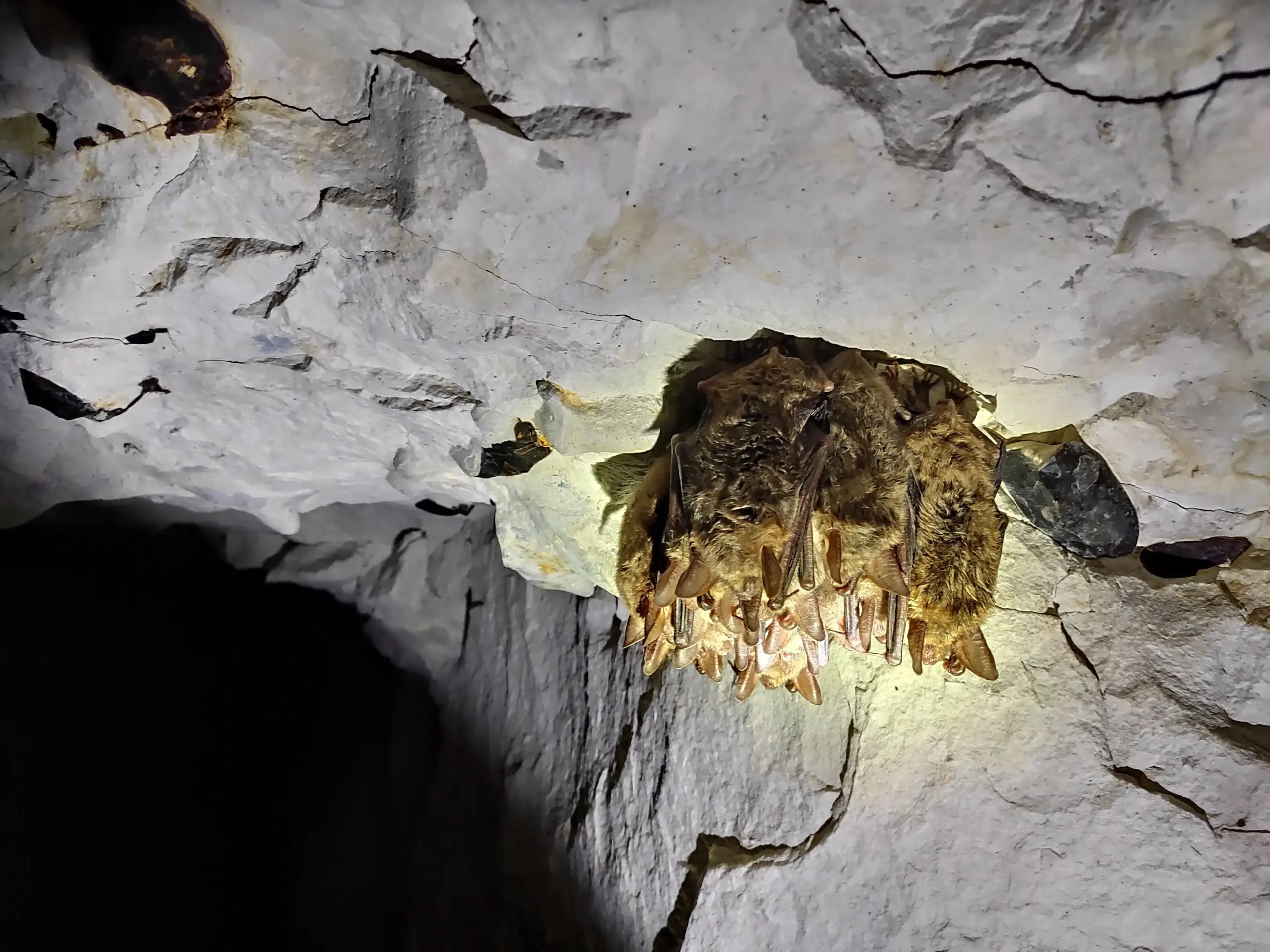 Fontaine (Somme) Carrière Suivi Chiros