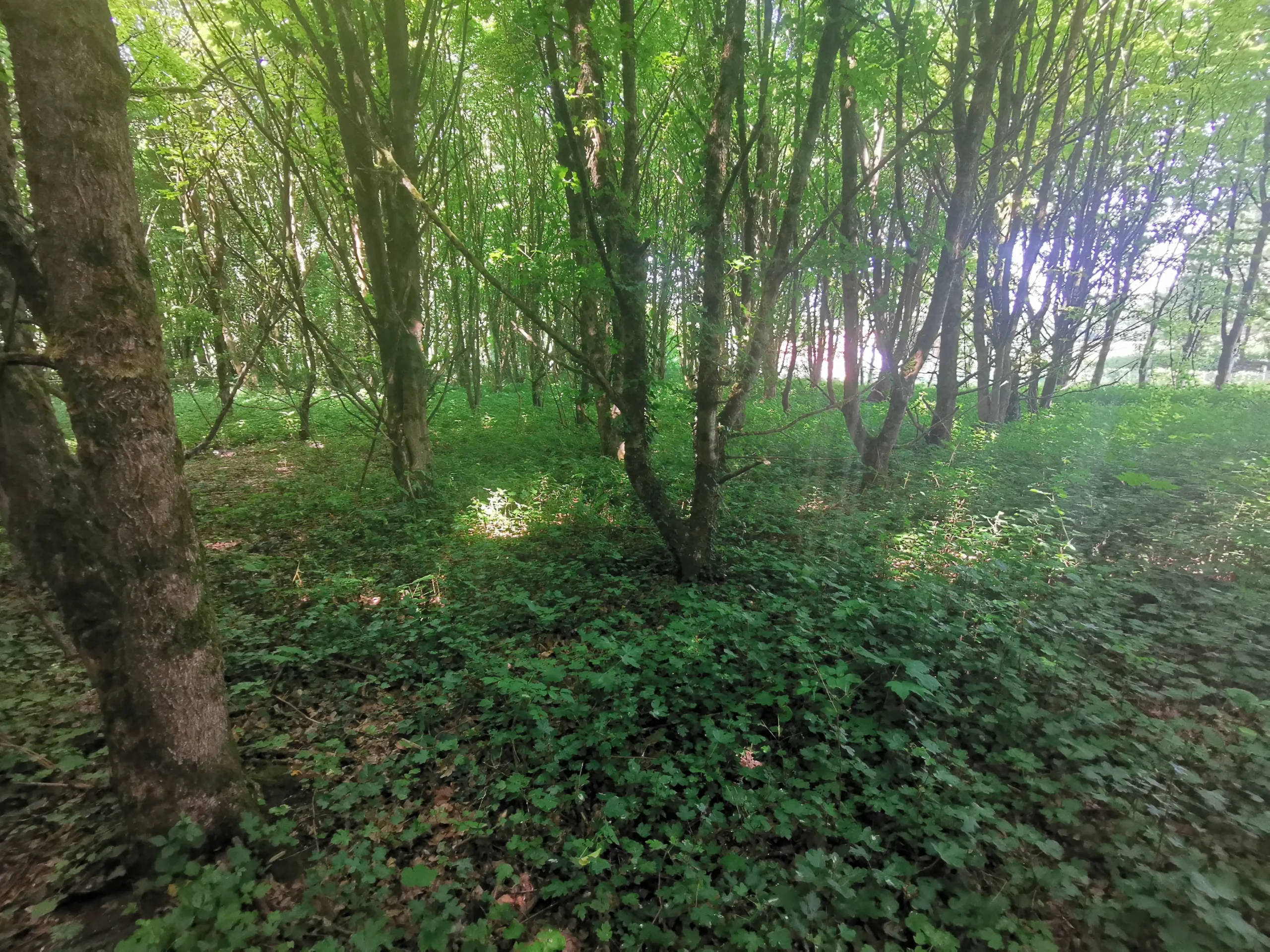 Forage de Saint-Souplet (Nord)