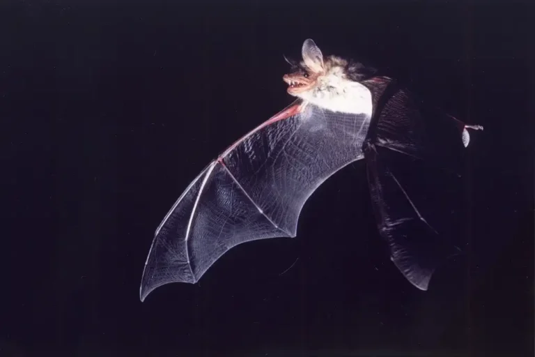 Photographie d'une chauve-souris (chiroptère) Grand murin (Myotis myotis) en vol dans la nuit