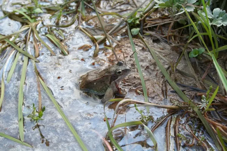 Photographie d'une Grenouille rousse, Rana temporaria dans une mare