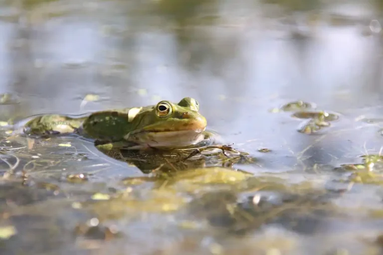 Photographie du Grenouille verte dans l'eau