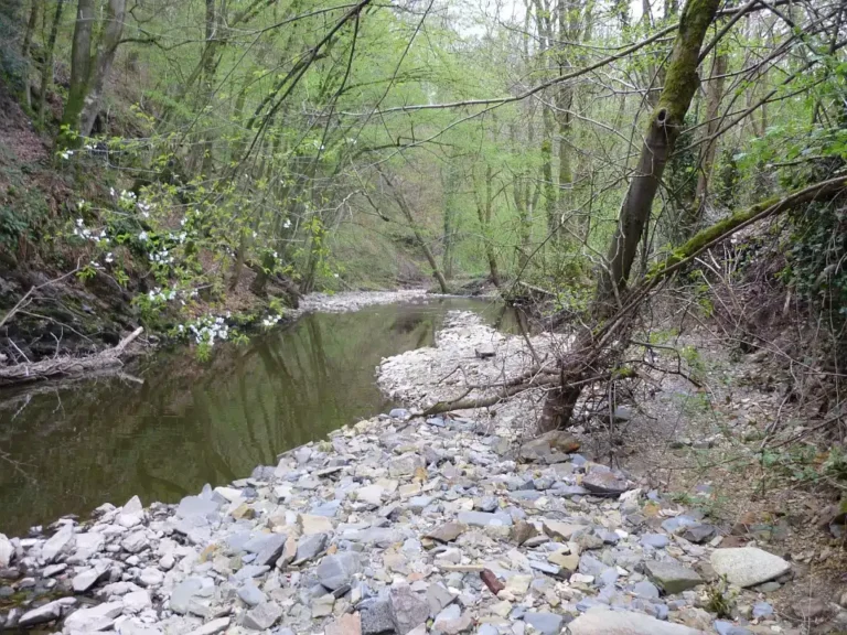 Photographie d'un milieu naturel humide sur le site de la Cascade de Blangy à Hirson dans l'Aisne.