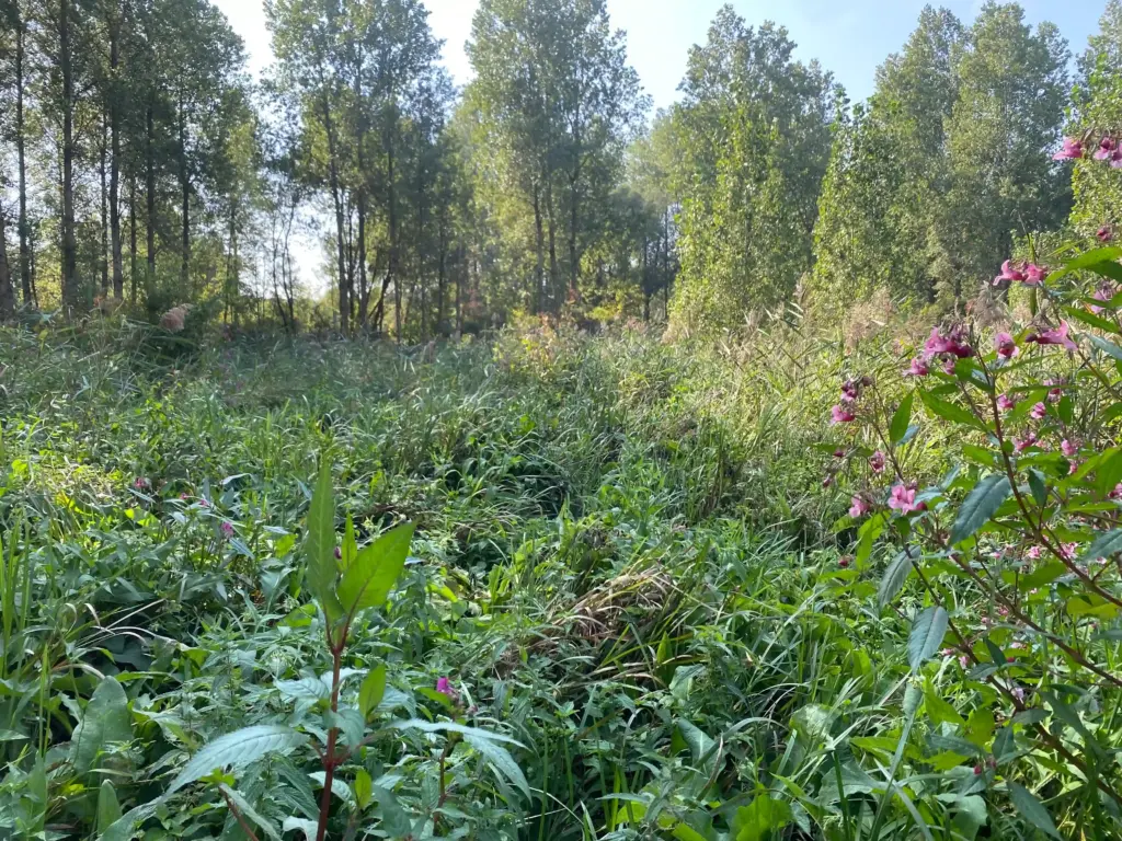 La Bouverie, Arleux ( Nord)