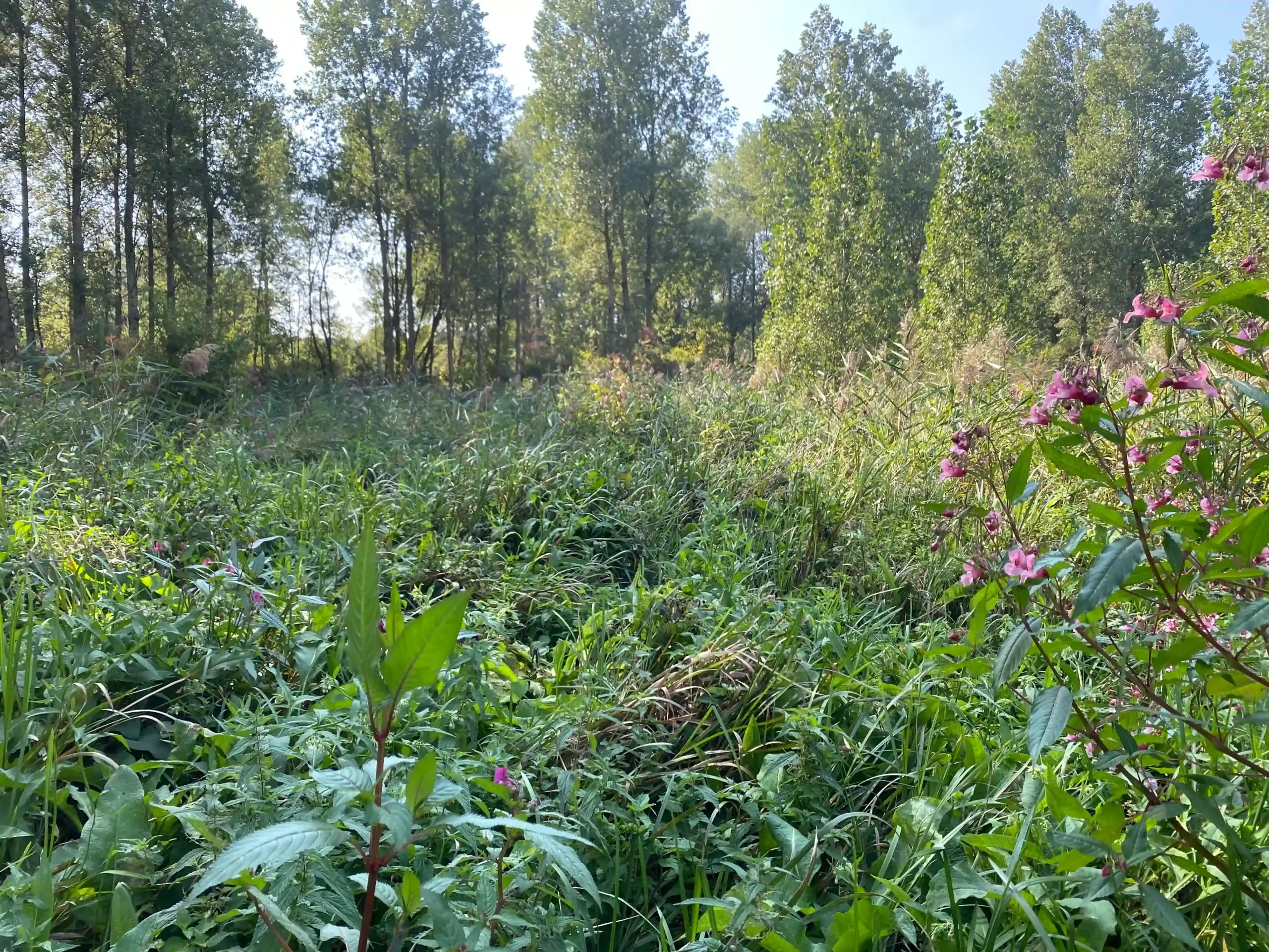 La Bouverie, Arleux ( Nord)