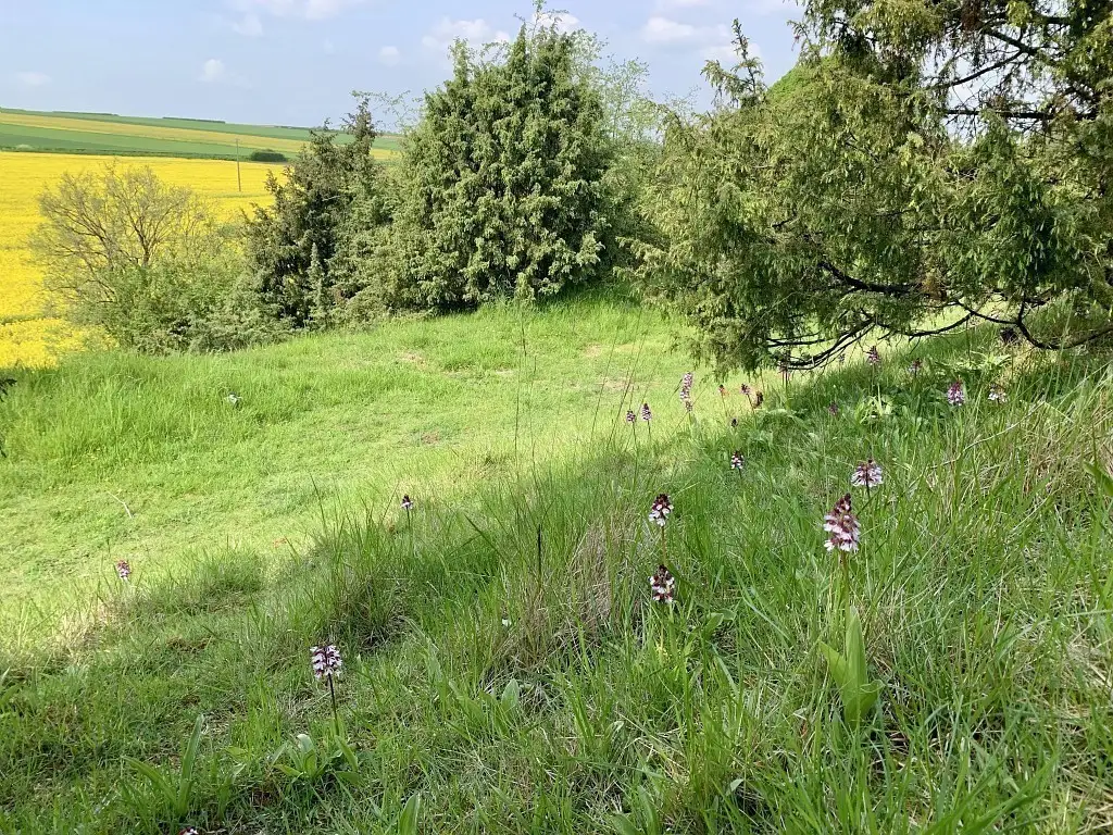 La Montagne des Grès, Grattepanche (Somme)