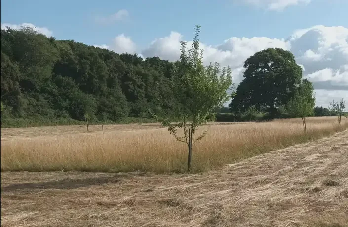 La Prairie du coin du bois, Ors (Nord)