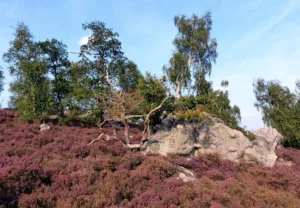 Photographie du paysage de la Hottée du Diable, Coincy (Aisne)