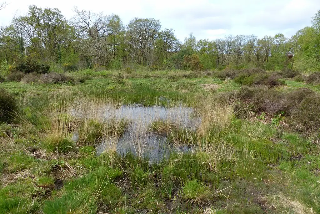 Landes du Moulinel, Saint-Josse (Pas-de-Calais)