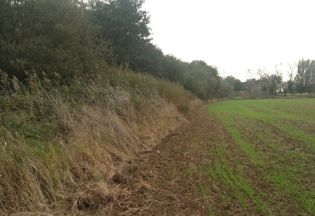 Le Boisement de la Savane, Zegerscappel (Nord)