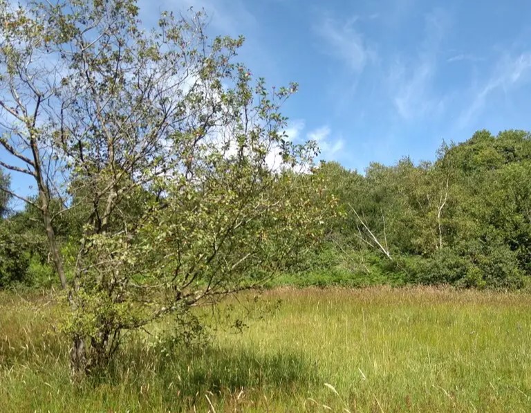 Le Communal de Saint-Josse (Pas-de-Calais)