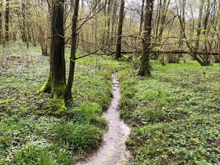 Photographie d'un ruisselet forestier dans le Bois du Toaillon dans les Hauts de France. A le Favril dans le Nord. Boisement humide en forêt et milieu naturel