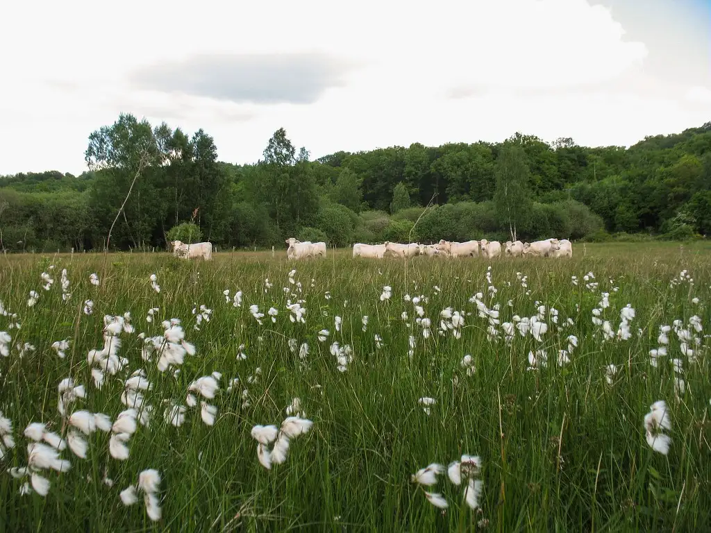 Le Grand Marais et le Fleuriché, Mauregny-en-Haye (Aisne)