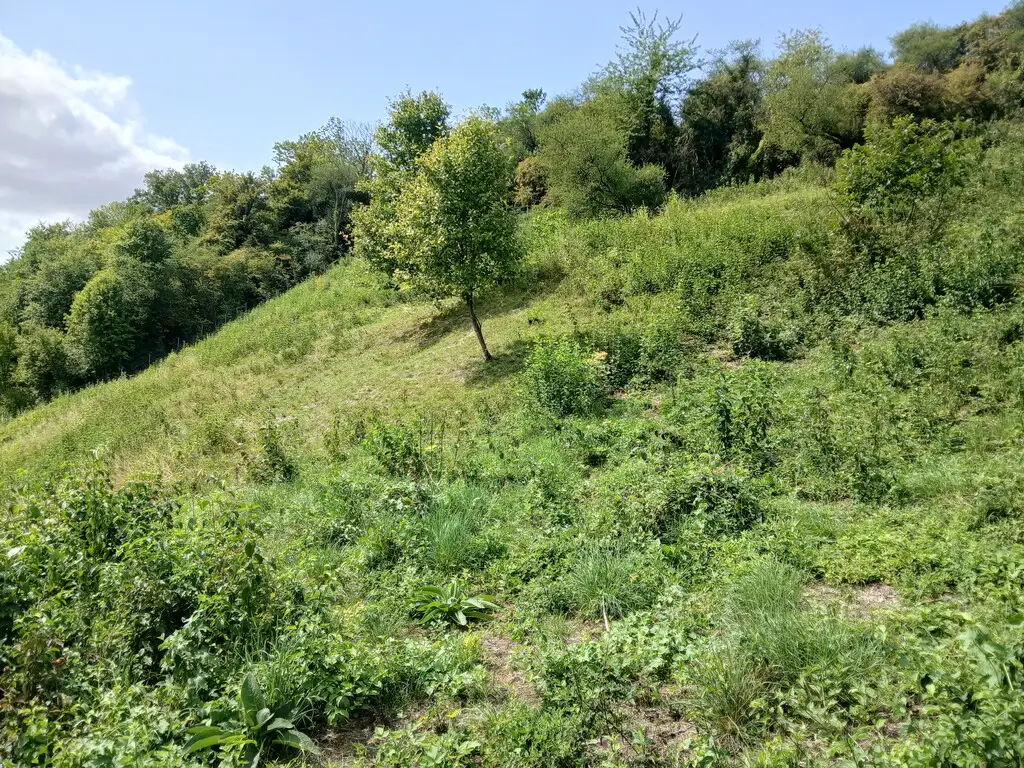 Le Larris du Gros Mont, Bray-sur-Somme (Somme)
