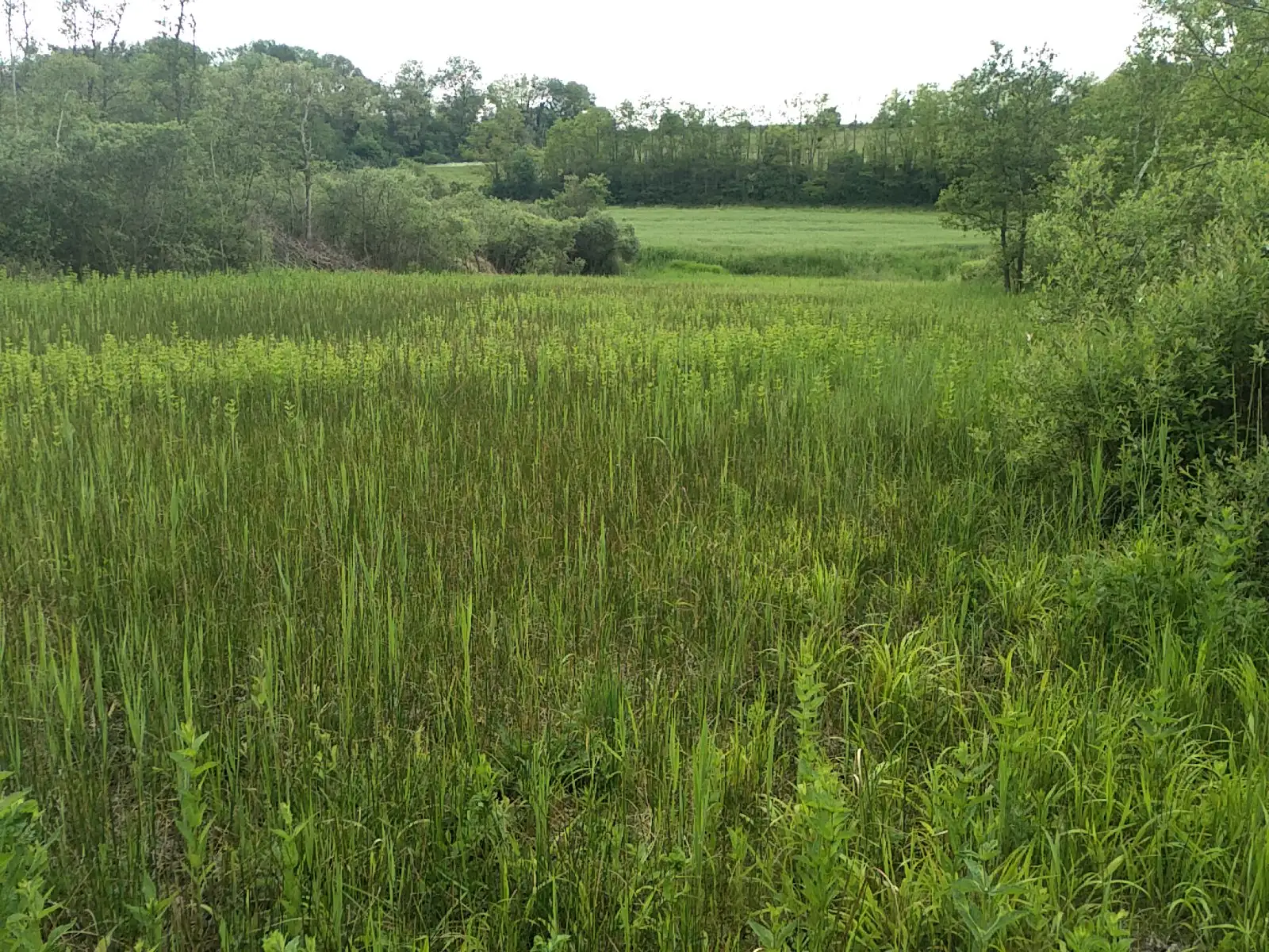 Le Marais de Lhuys (Aisne)