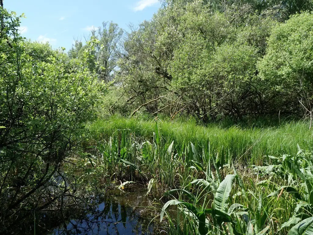 Le Marais de Tirancourt, La Chaussée-Tirancourt, Ailly-sur-Somme-Breilly