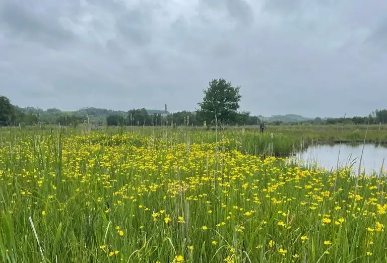 Le Marais des Communes, Long (Somme)