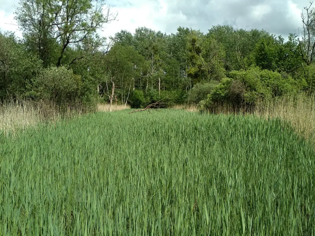 Le Marais des Crouttes, Oulchy-les Crouttes (Aisne)