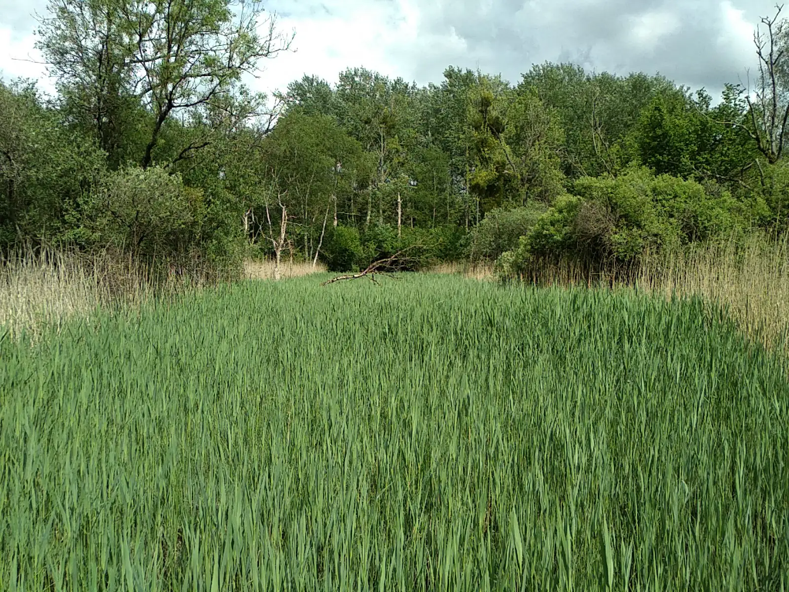 Le Marais des Crouttes, Oulchy-les Crouttes (Aisne)