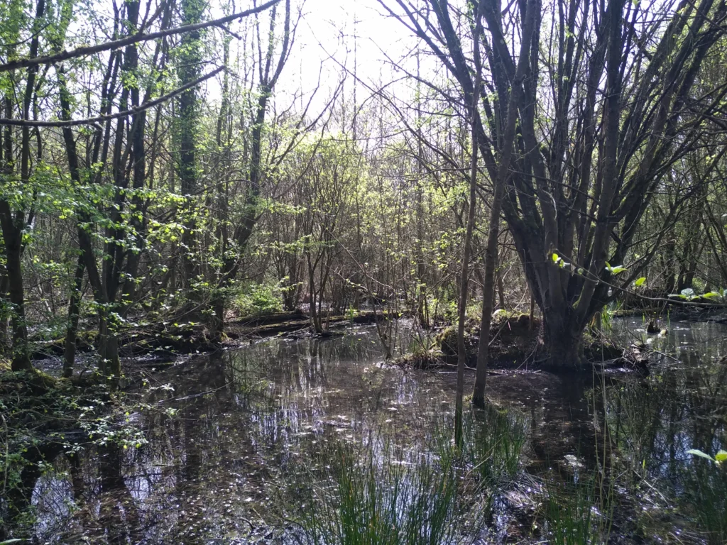 Le Marais des Viviers, Prouvy (Nord)