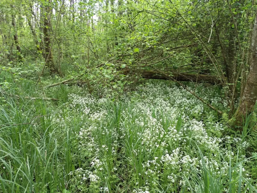 Le Marais du Buchet, Troesnes (Aisne)