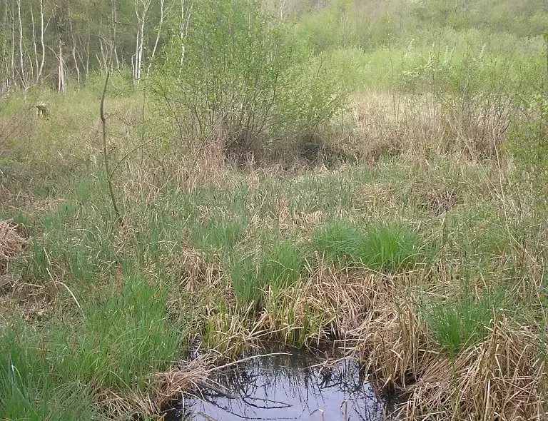 Photographie du Marais et de la Grande Prairie à Monchy-Saint-Eloi dans l'Oise, milieu naturel humide.