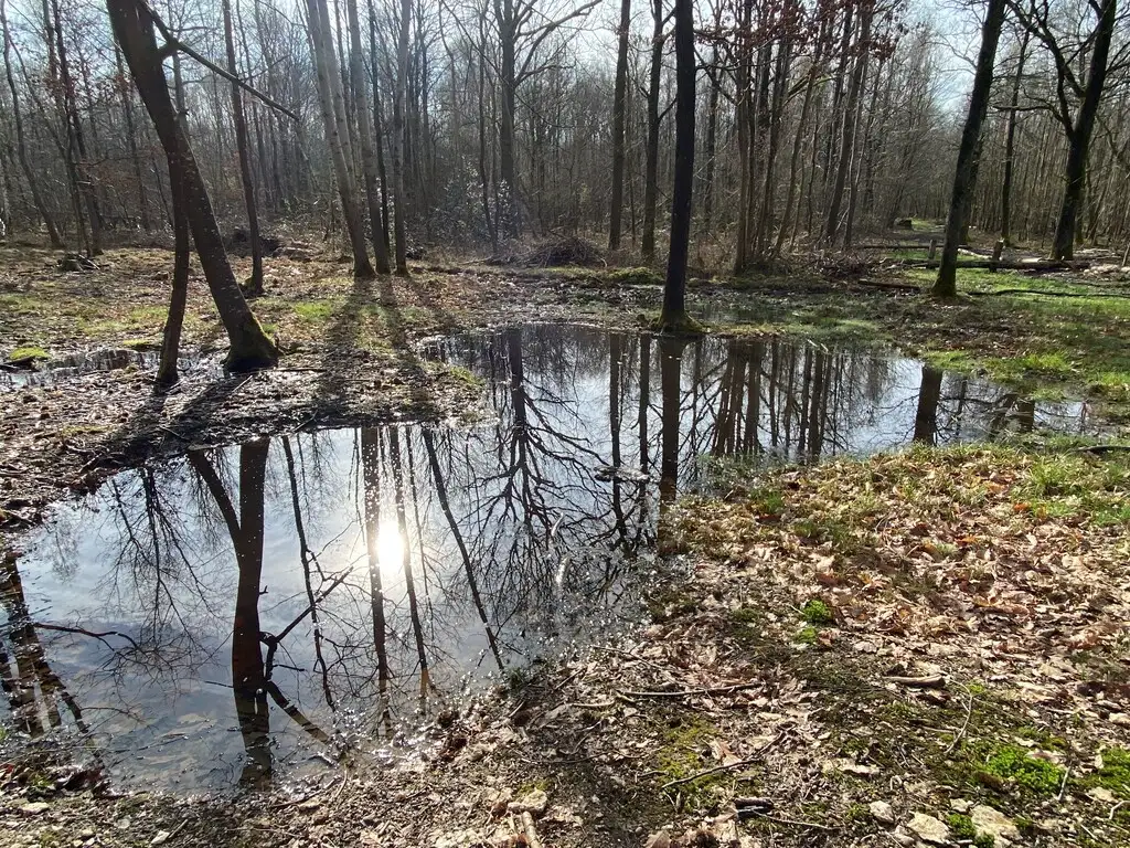 Le plateau des Remards (Fôret de Ris), Barzy-sur-Marne (Aisne)