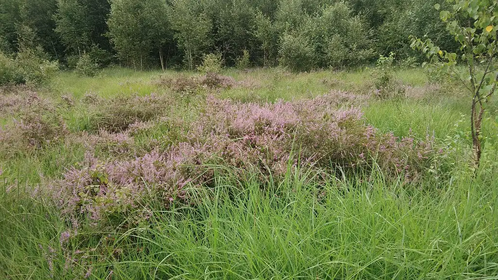 Les Bruyères de Rocq, Cessières (Aisne)