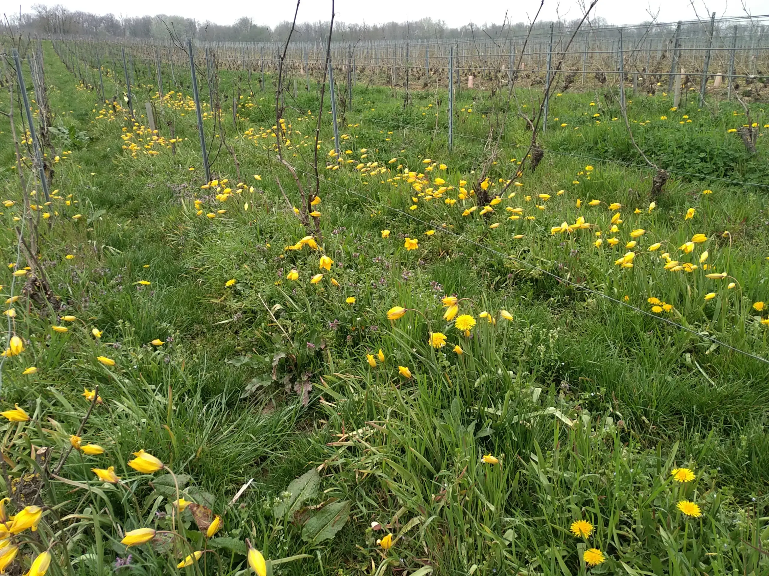 Les Charbonnières, Charly-sur-Marne(Aisne)