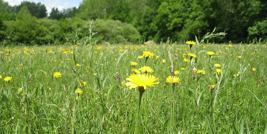 Les Chicherons, Tue-Vaches et Près des Couleuvres, Presles-et-Thierny (Aisne)